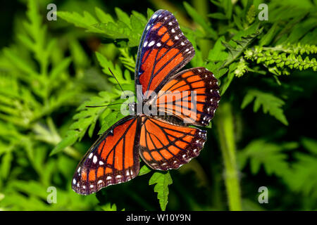 Farfalla della Regina Foto Stock