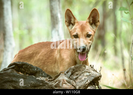 Fame dingo pup richiede solo un attimo per osservare l'intruso nella terra di bush nel paese del golfo di Australia. Foto Stock