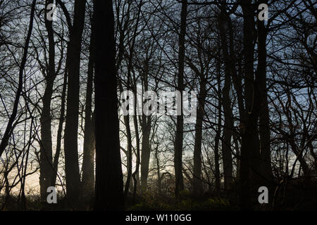 La luce del sole tenta di rompere attraverso la nebbia di mattina tra gli alberi, St. Andrews Fife, Scozia. Foto Stock