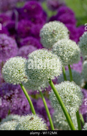 Allium Mount Everest fiori su un vivaio stand ad RHS Harlow Carr flower show. Harrogate, Inghilterra Foto Stock