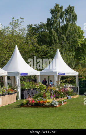 Vivaio si erge a RHS Harlow Carr flower show. Harrogate, Inghilterra Foto Stock