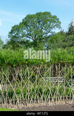 Vivere willow percorso arcuato nel giardino vegetale ad RHS Harlow Carr gardens. Harrogate, Inghilterra Foto Stock