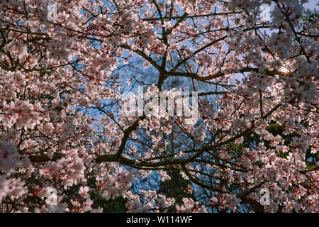 Fioritura giapponese albero ciliegio (Prunus serrulata) nel Sir Harold Hillier giardini, romsey, hampshire, Regno Unito Foto Stock