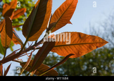 Close-up di foglie in Sir Harold Hillier giardino, romsey, hampshire, Regno Unito Foto Stock