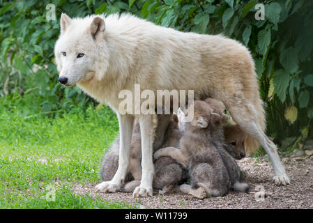 Arctic i cuccioli lupo allattamento Foto Stock