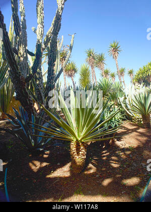 Il Madeira Giardino Botanico sotto un sole luminoso, Funchal, Madeira, Portogallo, Unione Europea Foto Stock