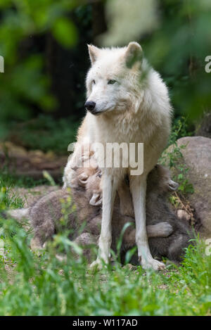 Arctic i cuccioli lupo allattamento Foto Stock