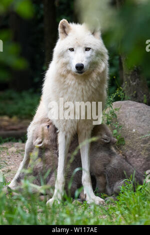 Arctic i cuccioli lupo allattamento Foto Stock