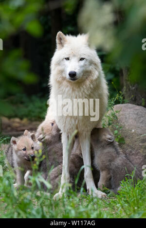 Arctic i cuccioli lupo allattamento Foto Stock