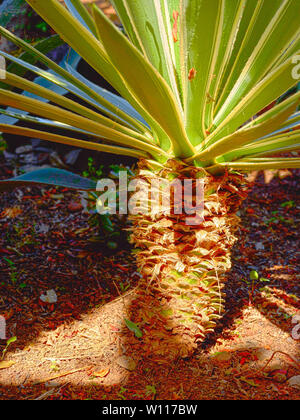 Il Madeira Giardino Botanico sotto un sole luminoso, Funchal, Madeira, Portogallo, Unione Europea Foto Stock