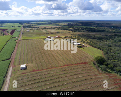 Antenna commerciale di noce macadamia frutteti vicino a Childers Queensland Australia Foto Stock