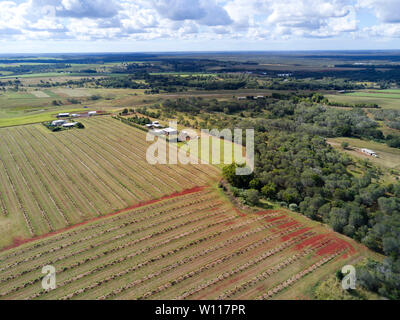 Antenna commerciale di noce macadamia frutteti vicino a Childers Queensland Australia Foto Stock