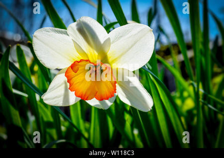 Fiore di primavera narciso su sfondo naturale tramonto Foto Stock