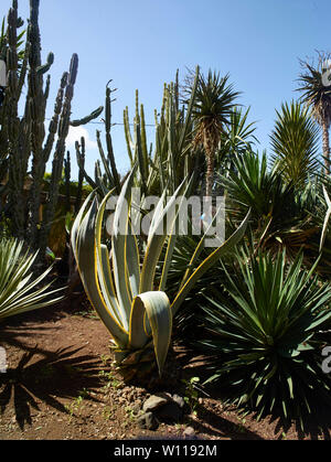 Il Madeira Giardino Botanico sotto un sole luminoso, Funchal, Madeira, Portogallo, Unione Europea Foto Stock