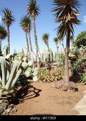 Il Madeira Giardino Botanico sotto un sole luminoso, Funchal, Madeira, Portogallo, Unione Europea Foto Stock