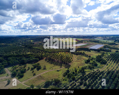 Antenna commerciale di noce macadamia frutteti vicino a Childers Queensland Australia Foto Stock