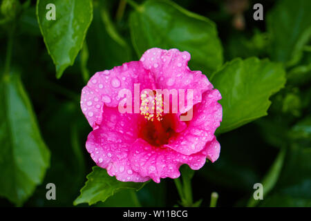 Bella Close up ibisco rosa Fiori sfondo verde con gocce d'acqua Foto Stock