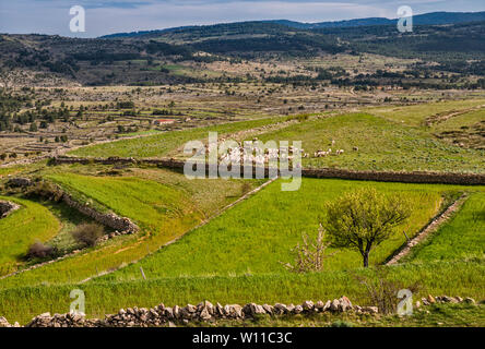 Gregge di pecore, prato in Sierra de la Batalia, vicino al villaggio di Mosquerela, regione Maestrat, Aragona, Spagna Foto Stock