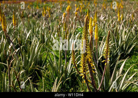 Aloe Vera piantagione in Fuerteventura Isole Canarie Foto Stock