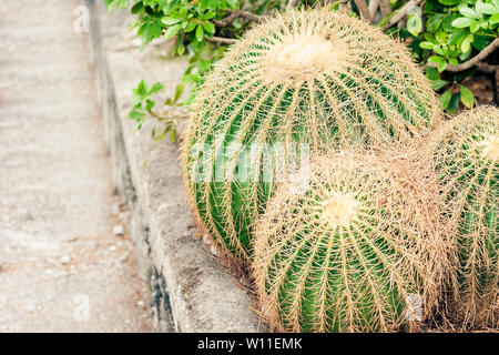 Echinocactus Grusonii Cactus, noti anche come Golden canna nel giardino di Acicastello, Acitrezza, Catania, Sicilia Foto Stock