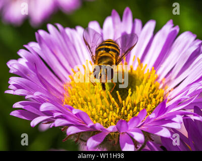 Aspetto frontale dell'hoverfly maschile Epistrophe grossulariae che si nutre di un fiore di assaco viola con probosca estesa Foto Stock