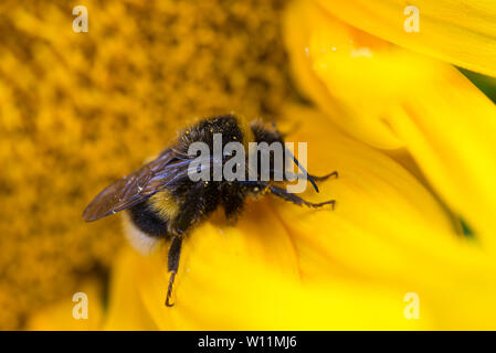 Bumblebee sulla macro girasole il fuoco selettivo Foto Stock