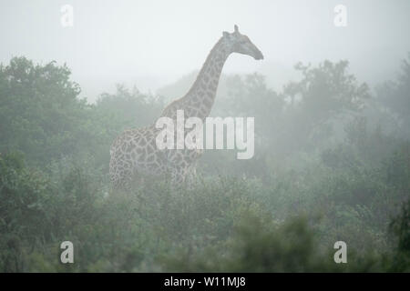 Giraffa meridionale nella nebbia, Giraffa camelopardalis giraffa, Kwandwe Game Reserve, Sud Africa Foto Stock