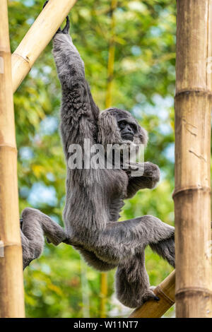 Gibbon argenteo, Hylobates moloch. Il gibbone argenteo si colloca tra le specie più a rischio. Foto Stock