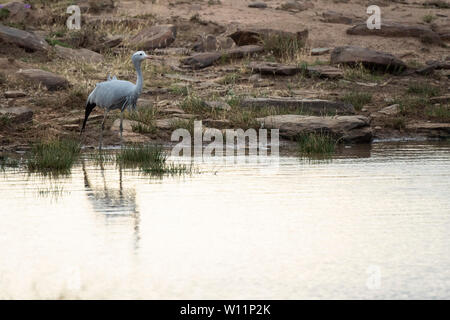 Il Blue Crane, Anthropoides paradiseus, Mountain Zebra National Park, Sud Africa Foto Stock