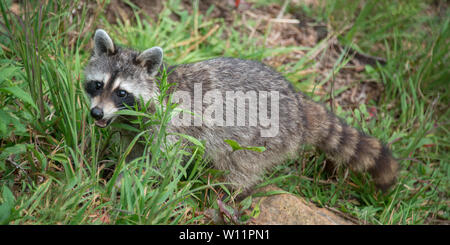 Un selvaggio raccoon guarda in su mentre si cerca di cibo sul terreno. Foto Stock