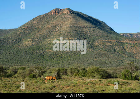 Rosso, hartebeest Alcelaphus caama, Samara Game Reserve, Sud Africa Foto Stock