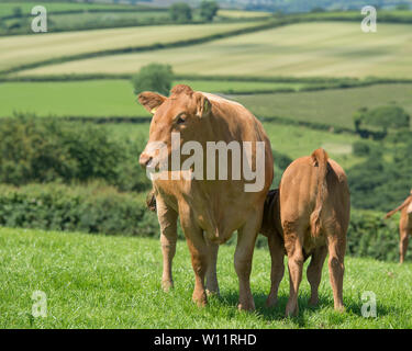 South Devon mucca e vitello Foto Stock