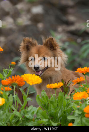 Cane di Pomerania in fiori Foto Stock