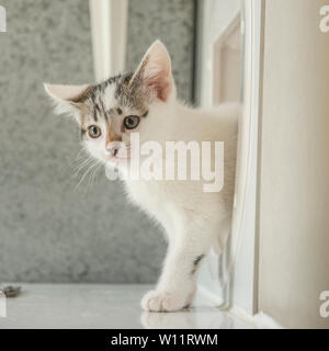 Kitten usando cat sportello Foto Stock