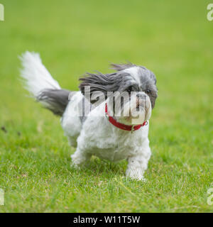 shih tzu che corre verso la telecamera Foto Stock