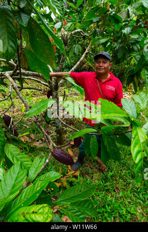 Oreba cacao biologico, Oeste Arriba River, Ngabe gruppo etnico, Bocas del Toro Provincia, Panama, America Centrale, America Foto Stock