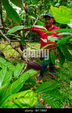 Oreba cacao biologico, Oeste Arriba River, Ngabe gruppo etnico, Bocas del Toro Provincia, Panama, America Centrale, America Foto Stock