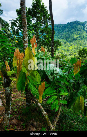 Albero di cacao, Oreba cacao biologico, Oeste Arriba River, Ngabe gruppo etnico, Bocas del Toro Provincia, Panama, America Centrale, America Foto Stock