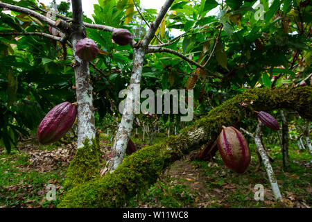 Albero di cacao, Oreba cacao biologico, Oeste Arriba River, Ngabe gruppo etnico, Bocas del Toro Provincia, Panama, America Centrale, America Foto Stock