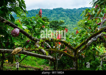 Albero di cacao, Oreba cacao biologico, Oeste Arriba River, Ngabe gruppo etnico, Bocas del Toro Provincia, Panama, America Centrale, America Foto Stock