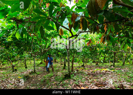 Albero di cacao, Oreba cacao biologico, Oeste Arriba River, Ngabe gruppo etnico, Bocas del Toro Provincia, Panama, America Centrale, America Foto Stock