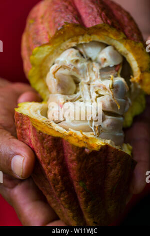 Freschi chicchi di cacao, Oreba cacao biologico, Oeste Arriba River, Ngabe gruppo etnico, Bocas del Toro Provincia, Panama, America Centrale, America Foto Stock