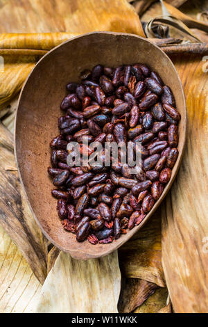 Arrosto di chicchi di cacao, Oreba cacao biologico, Oeste Arriba River, Ngabe gruppo etnico, Bocas del Toro Provincia, Panama, America Centrale, America Foto Stock