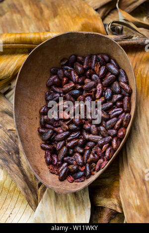 Arrosto di chicchi di cacao, Oreba cacao biologico, Oeste Arriba River, Ngabe gruppo etnico, Bocas del Toro Provincia, Panama, America Centrale, America Foto Stock