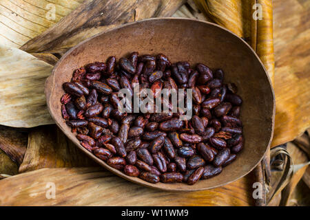 Arrosto di chicchi di cacao, Oreba cacao biologico, Oeste Arriba River, Ngabe gruppo etnico, Bocas del Toro Provincia, Panama, America Centrale, America Foto Stock