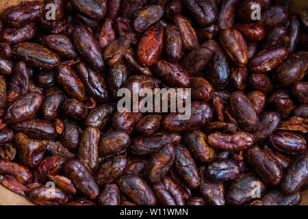 Arrosto di chicchi di cacao, Oreba cacao biologico, Oeste Arriba River, Ngabe gruppo etnico, Bocas del Toro Provincia, Panama, America Centrale, America Foto Stock