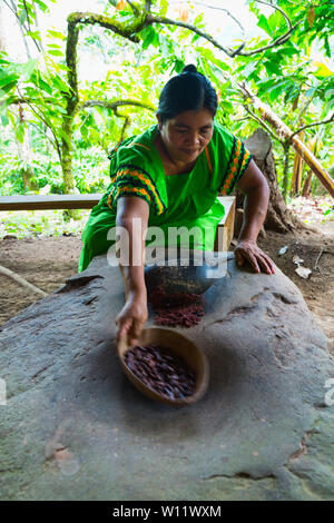 Rendendo chocolat, Oreba cacao biologico, Oeste Arriba River, Ngabe gruppo etnico, Bocas del Toro Provincia, Panama, America Centrale, America Foto Stock