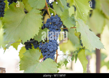 Mazzetto di ripe rosso uva sulla vite in ligths del sun. Foto Stock