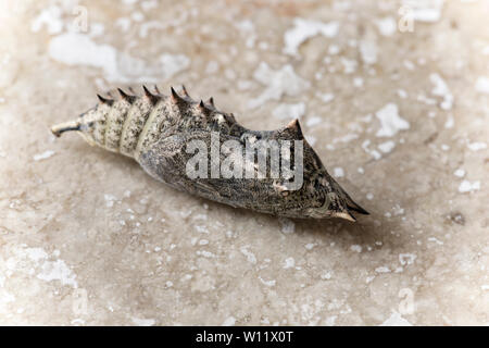 Una singola farfalla pavone, Aglais io, pupa o crisalide fotografato su un sfondo di pietra. La Crisalide è inizialmente verde giallastro a colori ma Foto Stock