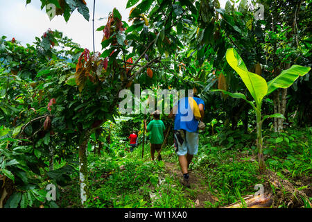 Oreba cacao biologico, Oeste Arriba River, Ngabe gruppo etnico, Bocas del Toro Provincia, Panama, America Centrale, America Foto Stock